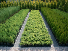 гадавальнікі раслін дэкаратыўныя расліны іглічныя лісцяныя дрэвы хмызнякі дрэвы садовы гадавальнік ў Польшчы