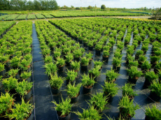 гадавальнікі раслін дэкаратыўныя расліны іглічныя лісцяныя дрэвы хмызнякі дрэвы садовы гадавальнік ў Польшчы