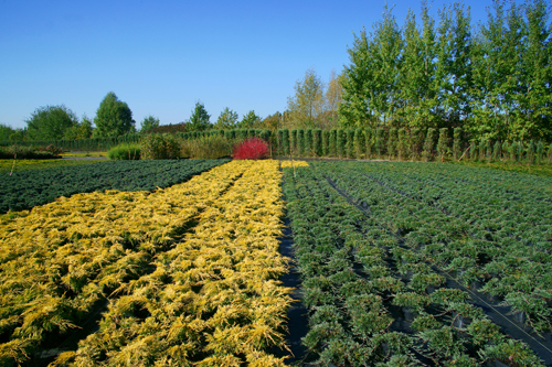 гадавальнікі раслін дэкаратыўныя расліны іглічныя лісцяныя дрэвы хмызнякі дрэвы садовы гадавальнік ў Польшчы