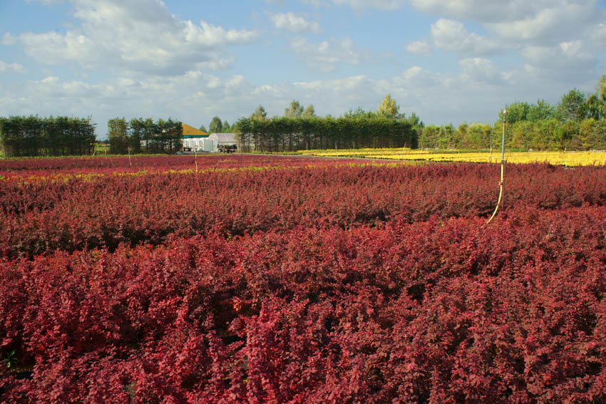 гадавальнікі раслін дэкаратыўныя расліны іглічныя лісцяныя дрэвы хмызнякі дрэвы садовы гадавальнік ў Польшчы