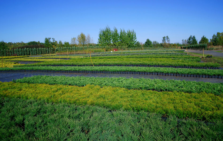 гадавальнікі раслін дэкаратыўныя расліны іглічныя лісцяныя дрэвы хмызнякі дрэвы садовы гадавальнік ў Польшчы