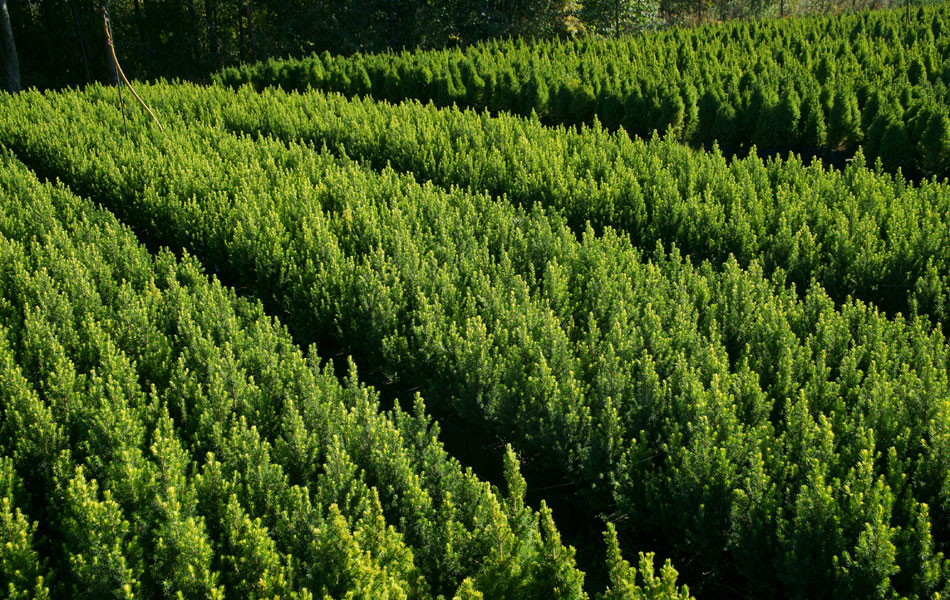 гадавальнікі раслін дэкаратыўныя расліны іглічныя лісцяныя дрэвы хмызнякі дрэвы садовы гадавальнік ў Польшчы