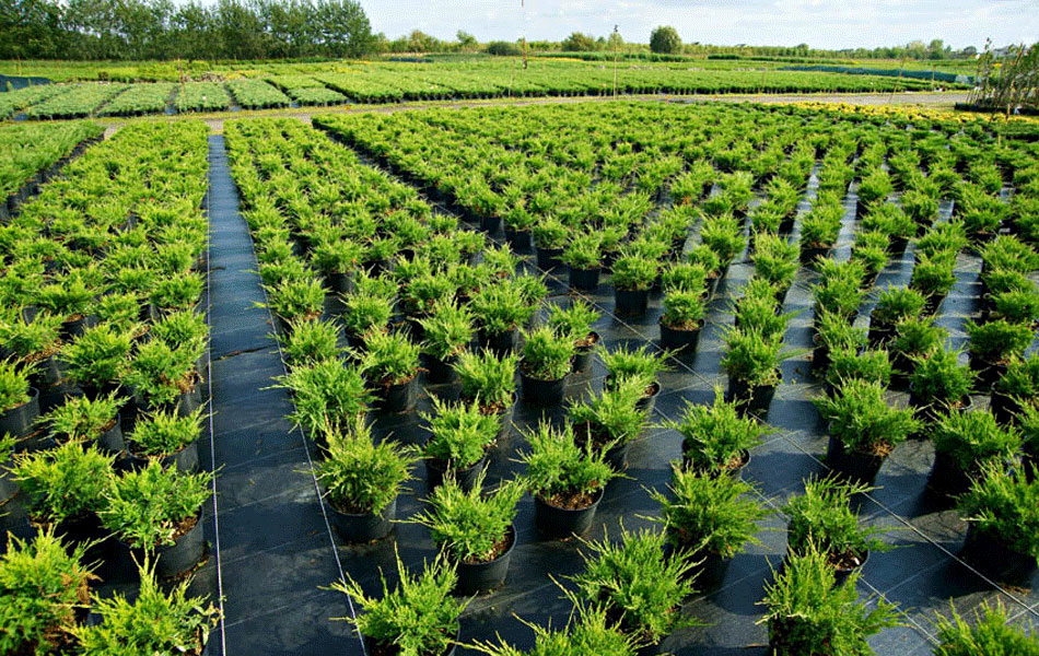 гадавальнікі раслін дэкаратыўныя расліны іглічныя лісцяныя дрэвы хмызнякі дрэвы садовы гадавальнік ў Польшчы