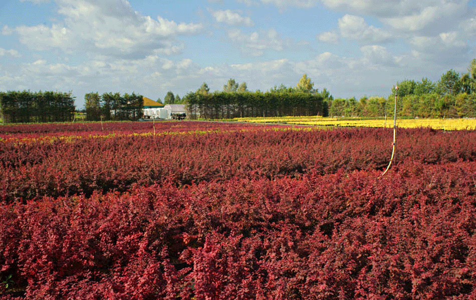 гадавальнікі раслін дэкаратыўныя расліны іглічныя лісцяныя дрэвы хмызнякі дрэвы садовы гадавальнік ў Польшчы