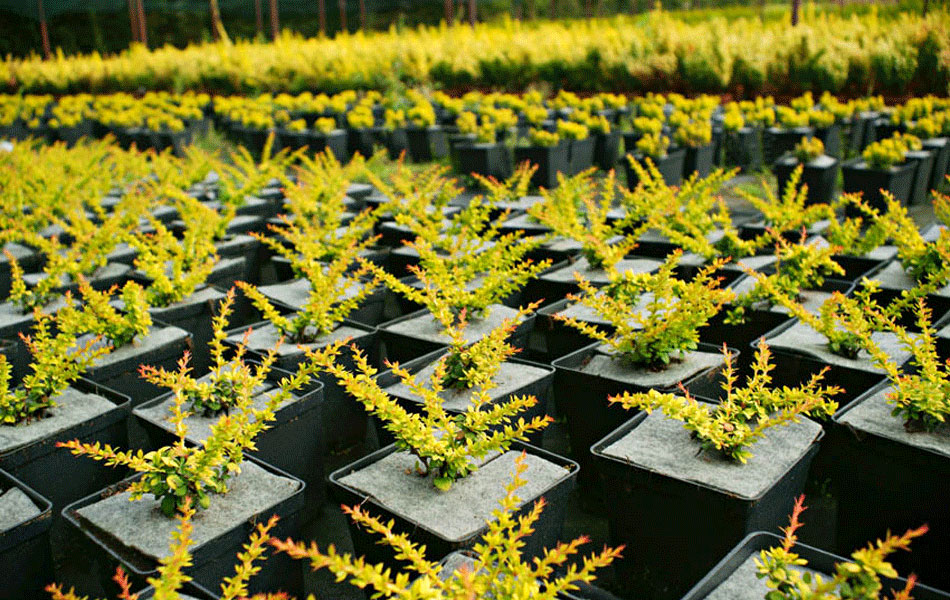 гадавальнікі раслін дэкаратыўныя расліны іглічныя лісцяныя дрэвы хмызнякі дрэвы садовы гадавальнік ў Польшчы