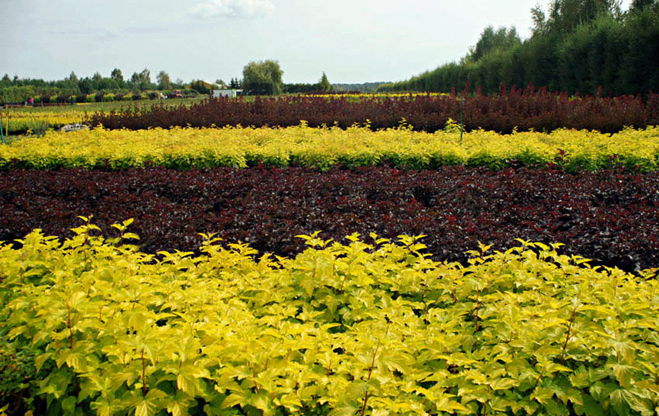 гадавальнікі раслін дэкаратыўныя расліны іглічныя лісцяныя дрэвы хмызнякі дрэвы садовы гадавальнік ў Польшчы