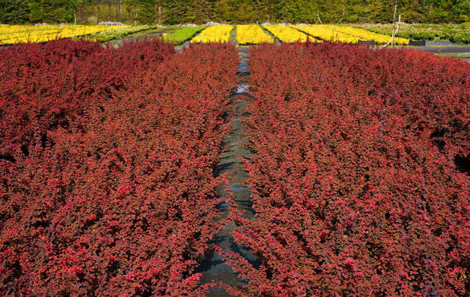 гадавальнікі раслін дэкаратыўныя расліны іглічныя лісцяныя дрэвы хмызнякі дрэвы садовы гадавальнік ў Польшчы