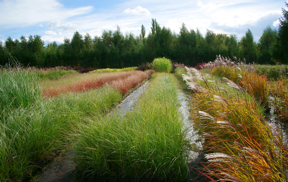 гадавальнікі раслін дэкаратыўныя расліны іглічныя лісцяныя дрэвы хмызнякі дрэвы садовы гадавальнік ў Польшчы