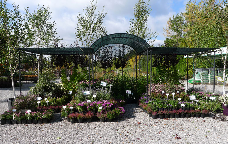 гадавальнікі раслін дэкаратыўныя расліны іглічныя лісцяныя дрэвы хмызнякі дрэвы садовы гадавальнік ў Польшчы