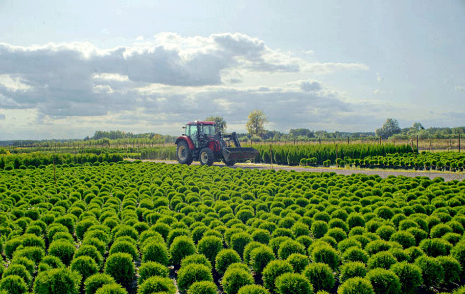 гадавальнікі раслін дэкаратыўныя расліны іглічныя лісцяныя дрэвы хмызнякі дрэвы садовы гадавальнік ў Польшчы